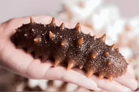 涨发海参时，直接用水泡就亏了，教你正确方法，随吃随取，特省事图片