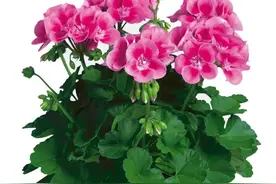 5种漂亮花，开春就能“扦插”，养好了当年开花图片
