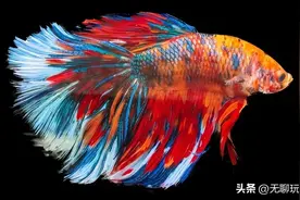 泰国斗鱼能活多久？图片