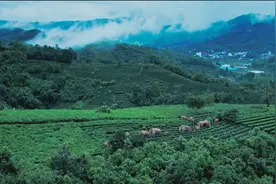 云南野象集体北上17个月后，如今怎么样了？图片