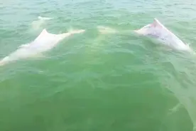 “海上精灵”又现湛江！成群中华白海豚到雷州湾“春游”图片