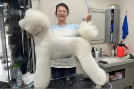 小行当 大舞台丨泰安宠物美容师：“为爱发电”的“宠界Tony”图片