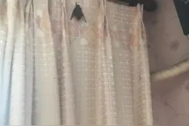 吓一跳！扬州一空置房内竟住着9只蝙蝠图片