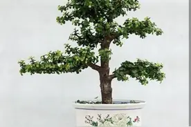 在家养金枝玉叶，牢记4个要点，培育出小巧精致的小盆景图片
