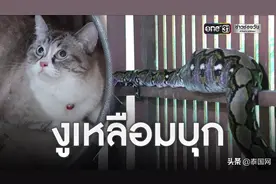 泰国蟒蛇潜入民居活吞猫咪图片