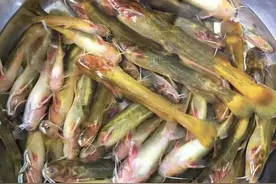 黄辣丁、黄颡鱼、三角峰这样钓，高效又连竿，恭喜有口福的钓友图片