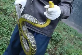 菜花蛇无毒，为何却成为了“百蛇之王”？其它毒蛇反而还怕它？图片