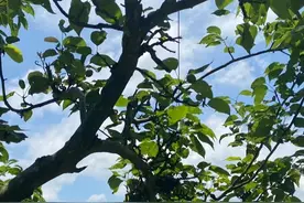 农村日常，简约悠闲惬意生活图片