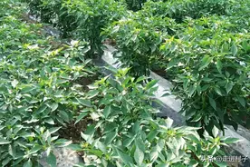 用出来的经验，磷酸二氢钾的两个配方，种植辣椒、茄子年年高产图片