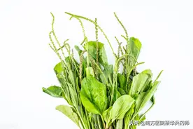 一味上能清肝明目，中能清肺化痰，下能利尿通淋、渗湿止泻的中药图片