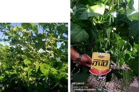 豆角结荚少，不开花？济农800让豆角花果满枝图片