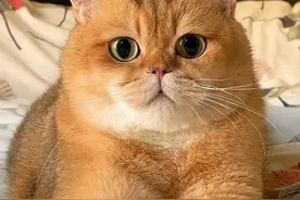 为何养金渐层越来越多？主要离不开这6点，养过的人都知道图片