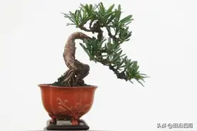 罗汉松微盆景，与大型盆景有何不同？掌握这些做法，成型快！图片