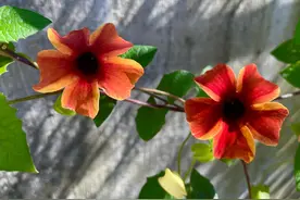 记录闺女全职备考公务员两年上岸的大起大落大悲大喜（二）图片