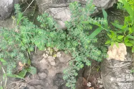 地锦草，山东潍坊叫“家晨蓑衣”图片