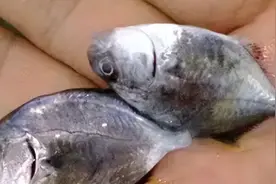 金鲳鱼养殖时间短，病害一点也不少！图片