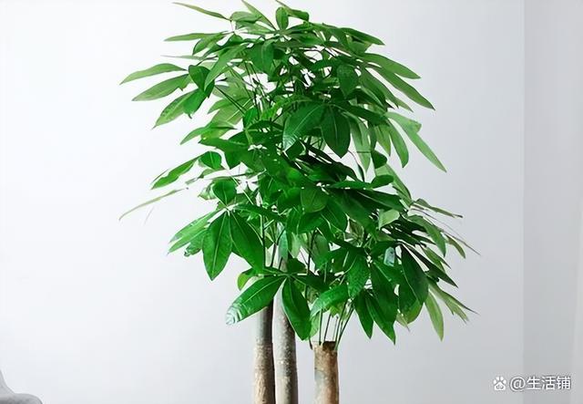 发财树的养殖方法和注意事项，4个技巧，茂密葱绿长老高