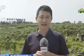 【央视关注】蒲江：小果实大产业 打造猕猴桃生鲜产业链图片