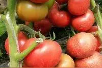 多吃番茄 补充维生素 提高免疫力图片