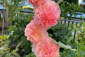 秋天就养这4种花，种子撒土里就能发芽开花，姹紫嫣红美极了图片