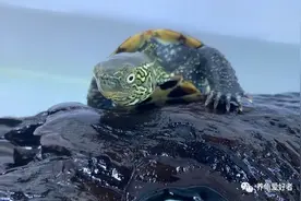 养龟晒台少不了，亮出你的晒台，看看到底合理不合理？图片