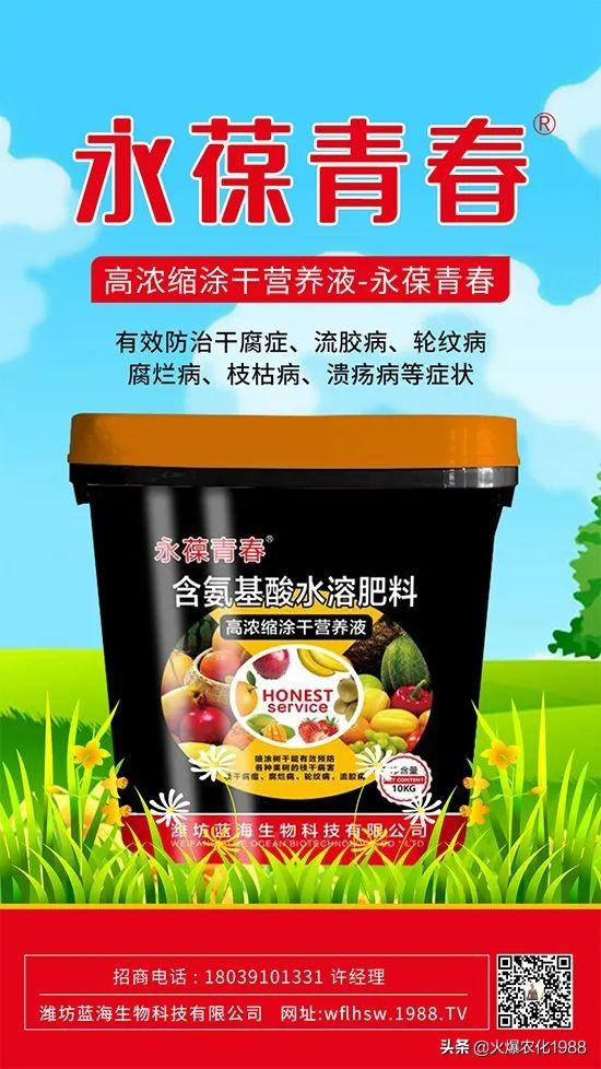 果树腐烂 轮纹 粗皮防治大有讲究！促生新根，壮树势这样做错不了