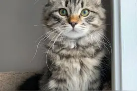 一只森林猫从小到大变化有多大？来看一位铲屎官的记录...图片