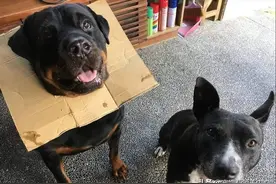 情侣想跟民宿狗狗合照，拍照时全家人都来了，狗狗满脸傲娇图片