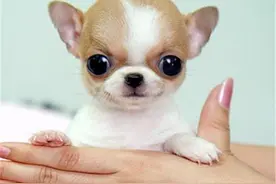 吉娃娃价格多少钱一只？吉娃娃的优缺点是什么？图片