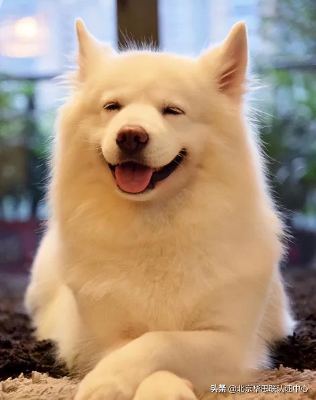 宠物营养I 蛋白质 I 蛋氨酸 I 组氨酸 I 赖氨酸的作用