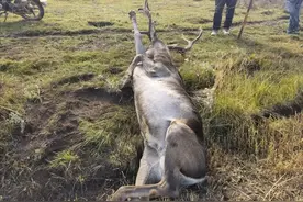 青海八叉鹿被困铁丝网，疯狂挣扎，右前肢脱臼，只能“四脚朝天”图片