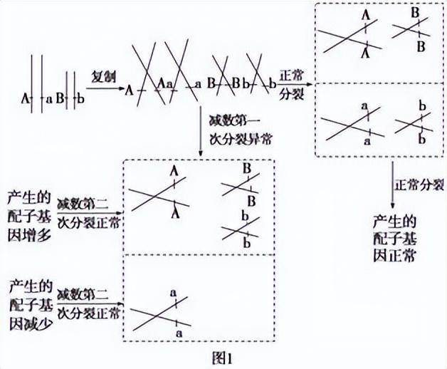 高中生物-变异育种及进化