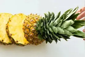 冷知识：你吃菠萝时，菠萝也在“吃”你图片