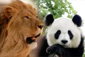 老虎、狮子和大熊猫谁的战斗力更强？为何它们不吃大熊猫呢？图片