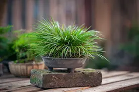 端午做香囊，这味中草药最适宜图片