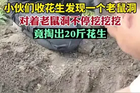 小伙们收花生发现一个老鼠洞，对这老鼠洞不停挖，竟掏出20斤花生图片