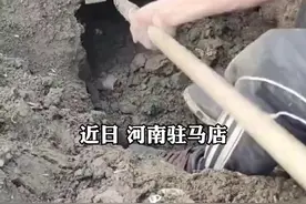 小伙们收花生发现一个老鼠洞，对这老鼠洞不停挖，竟掏出20斤花生图片