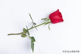 每日情话Day53：让男人受不了的撒娇情话图片