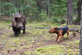 老猎人带5条狗进山打野猪，却反被3头黑熊围猎捕杀了4条狗的故事图片