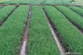 夏季韭菜施肥、浇水的秘诀图片