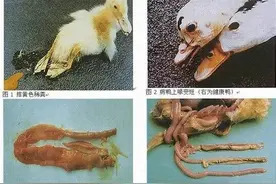 小鹅瘟的防治方法?(小鹅瘟的防治方法和技术)图片