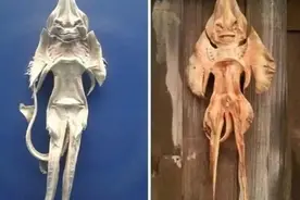 28张“活久见”的图片，两张面孔的猫太让人惊叹了图片