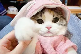 “三花猫”为什么这么多人养？有颜值有智商，很难不爱图片