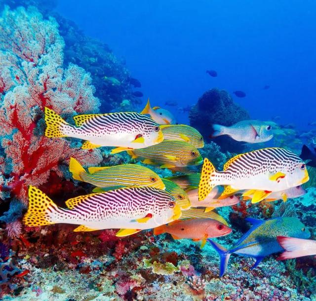 五彩缤纷,色彩绚丽,姿态万千,种类繁多的海洋鱼类是那么的靓丽