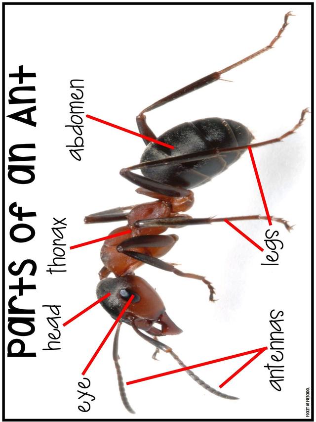 С��ѧ��̽��ϵ��֮�������׻�زİ�