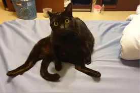 孕妈睡梦中“被爱猫咬脸”痛醒！一看床上超感激，救命恩猫图片