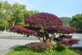 红花檵木的特点、花期、养护方法介绍图片
