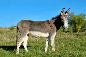 马比驴强太多，为什么还不能取代驴？驴究竟有什么特别之处？图片