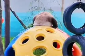 【#第一次见这个方向的大熊猫#】图片