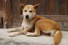 中华田园犬明明很优秀，为什么越来越多的人，瞧不起土狗？图片